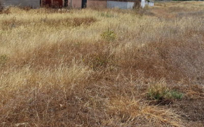 El Ayuntamiento recuerda la obligación de mantener los pastos de los solares en perfectas condiciones para prevenir incendios