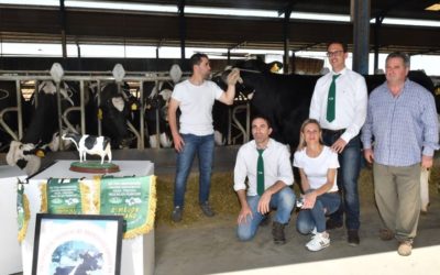 Más de sesenta ejemplares de once ganaderías participarán en el concurso de vacuno de leche raza frisona en la Feria Agroganadera