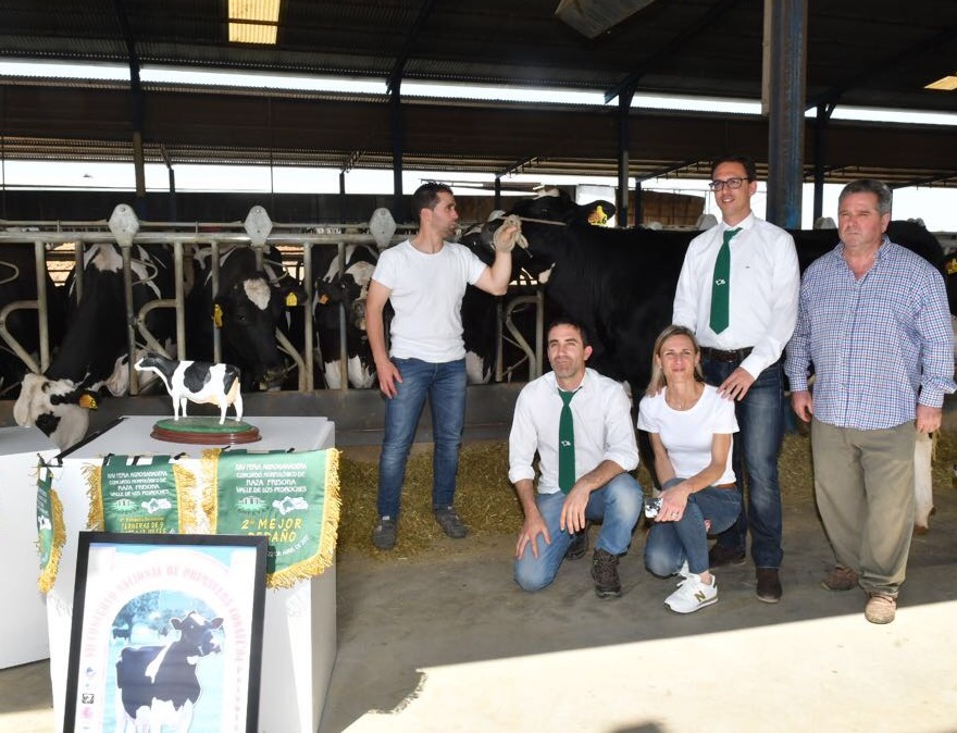 Más de sesenta ejemplares de once ganaderías participarán en el concurso de vacuno de leche raza frisona en la Feria Agroganadera 1