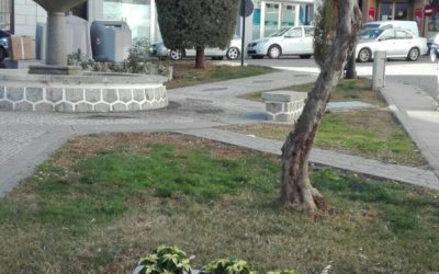 MULTITUD DE FLORES DE PASCUA DECORAN POZOBLANCO