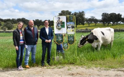 El I Concurso Morfológico Regional de Andalucía de Raza Frisona se estrenará con 15 ganaderías