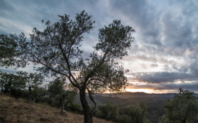 El Ayuntamiento exige al Psoe la defensa de la rebaja del IRPF del olivar cordobés