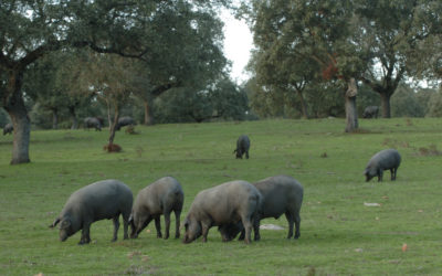 Más de cien profesionales acudirán al II Congreso del Cerdo Ibérico, que protagoniza el Basque Culinary Center