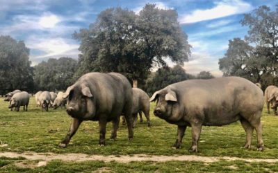 El Pleno debatirá una moción en defensa del cerdo ibérico en extensivo