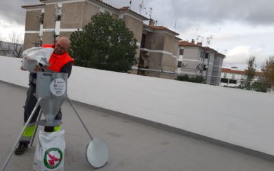 El Ayuntamiento impulsa un plan de choque para reducir la población de palomas en Pozoblanco