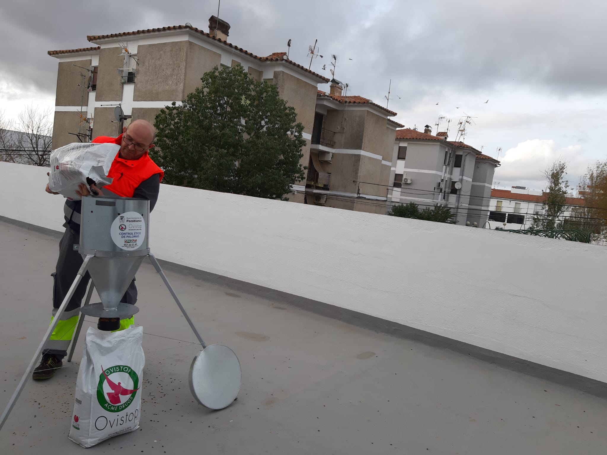 El Ayuntamiento impulsa un plan de choque para reducir la población de palomas en Pozoblanco 1