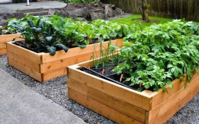 El Ayuntamiento vuelve a participar en el reparto de semillas de variedades hortícolas autóctonas