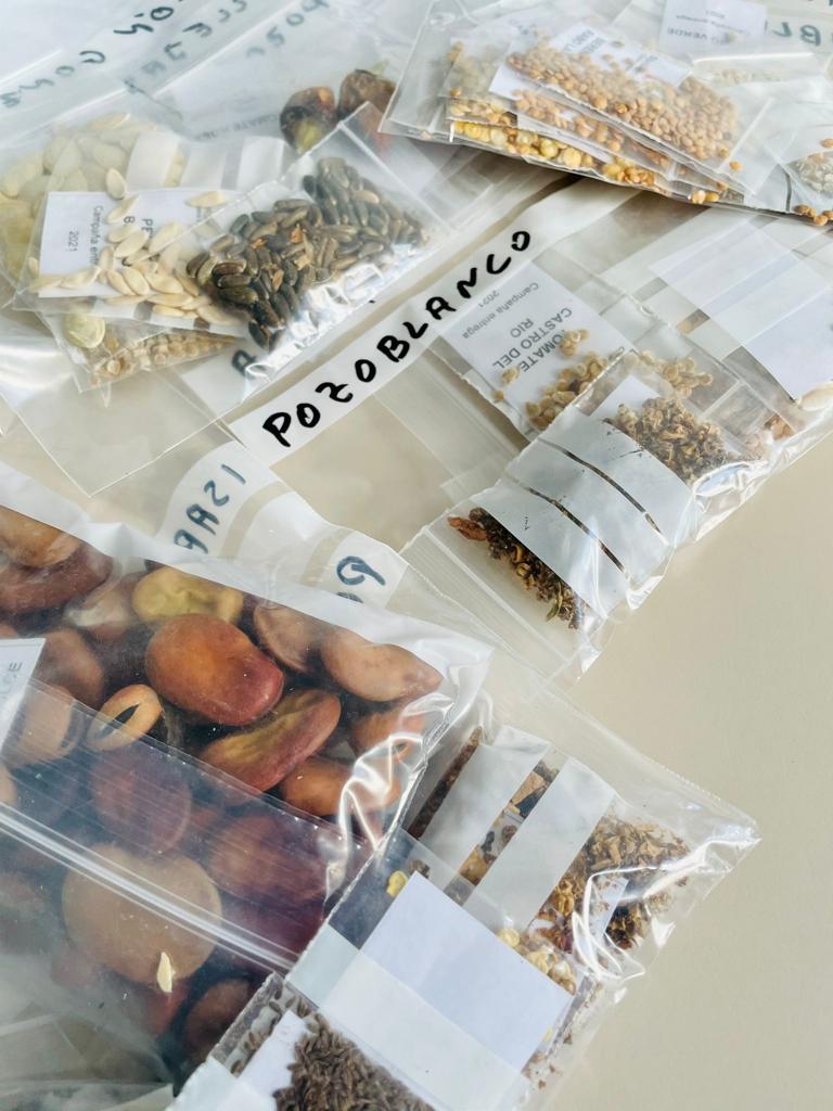 El Ayuntamiento de Pozoblanco reparte semillas de variedades hortícolas autóctonas 1