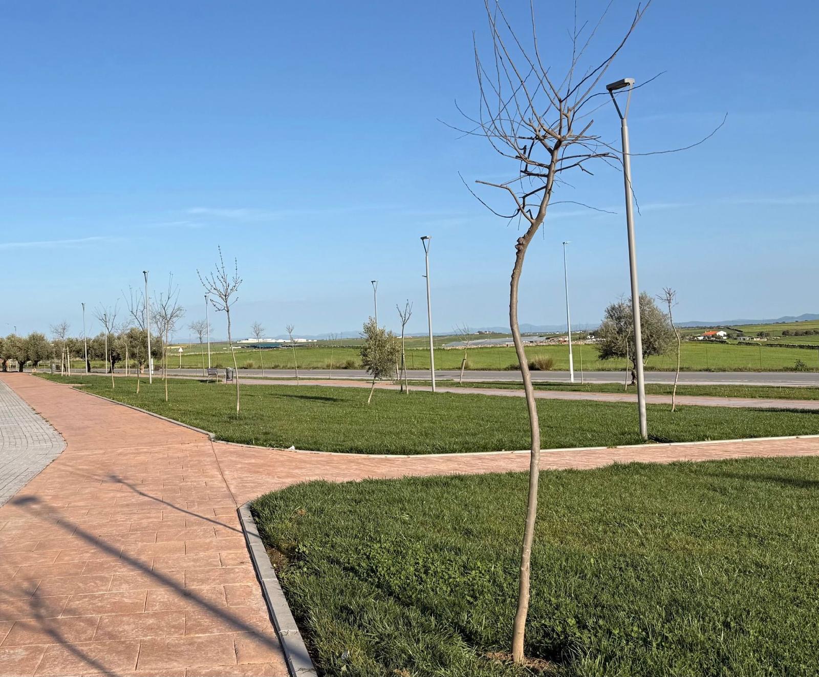 Pozoblanco refuerza su compromiso con el medio ambiente con la plantación de 78 nuevos árboles en distintos puntos del municipio